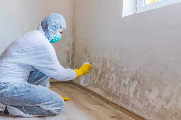 Licensed Mold Remediation service in Spring Hill, FL - WQB Mold Removal